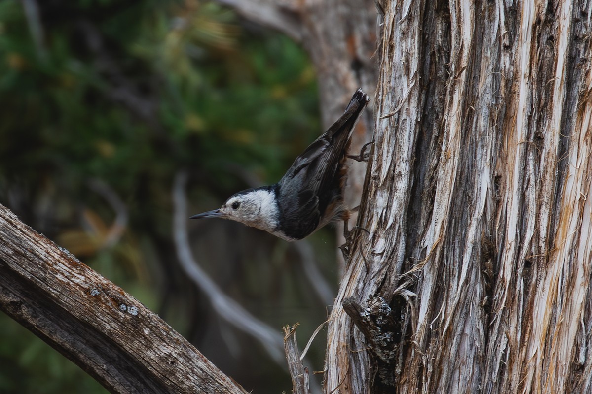 White-breasted Nuthatch (Interior West) - ML620501206