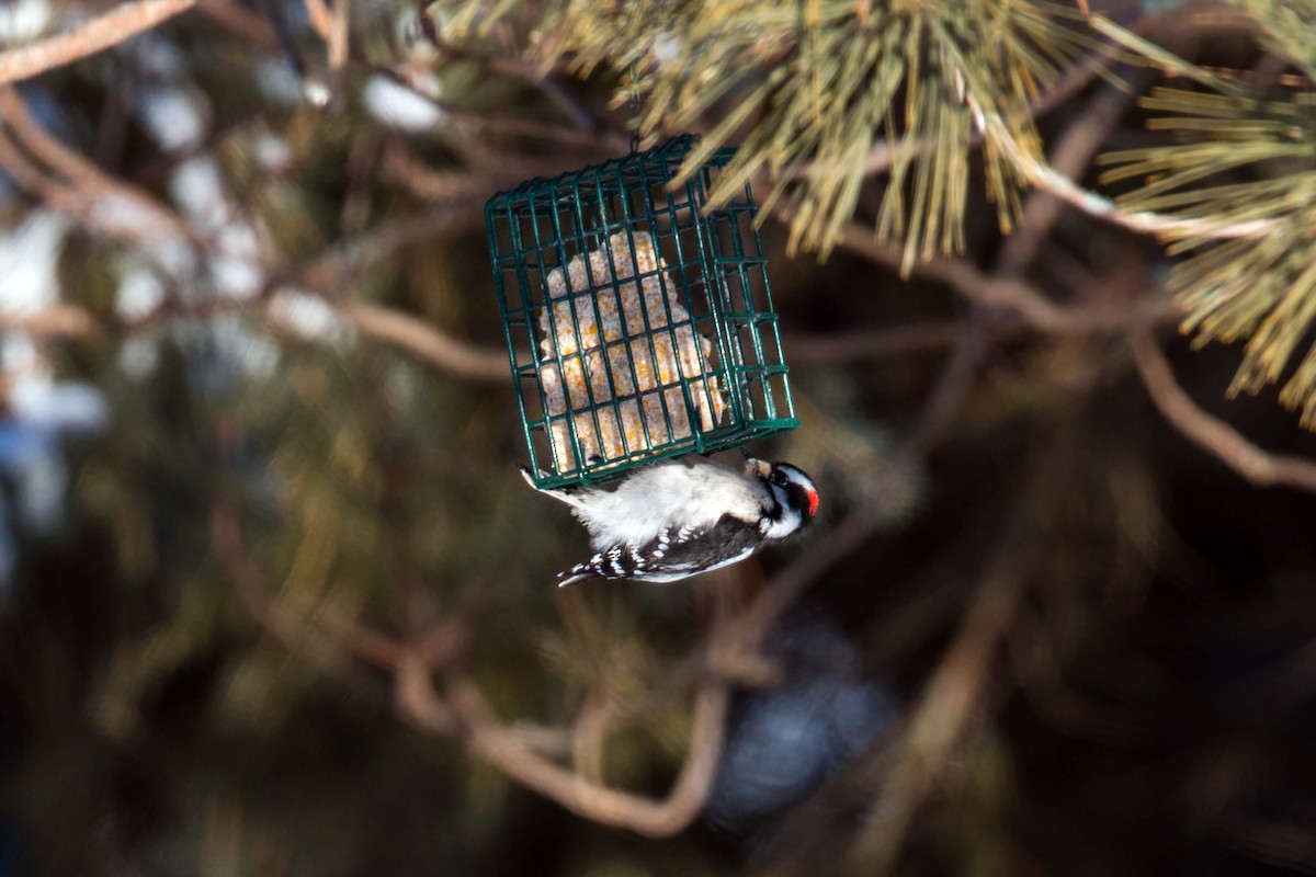 Downy Woodpecker - ML620501208