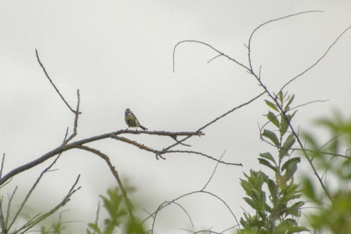 Eurasian Blue Tit - ML620501215