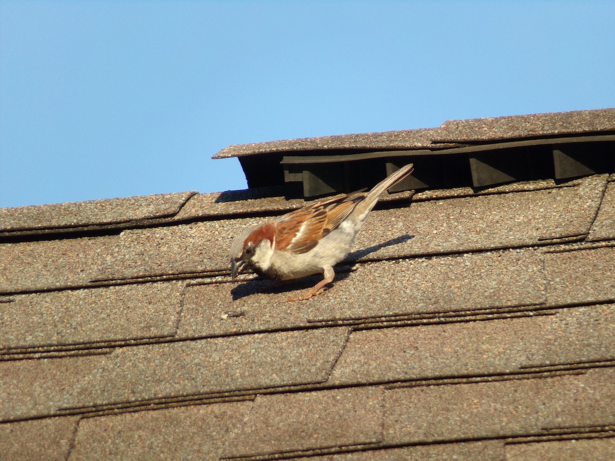 House Sparrow - ML620501216