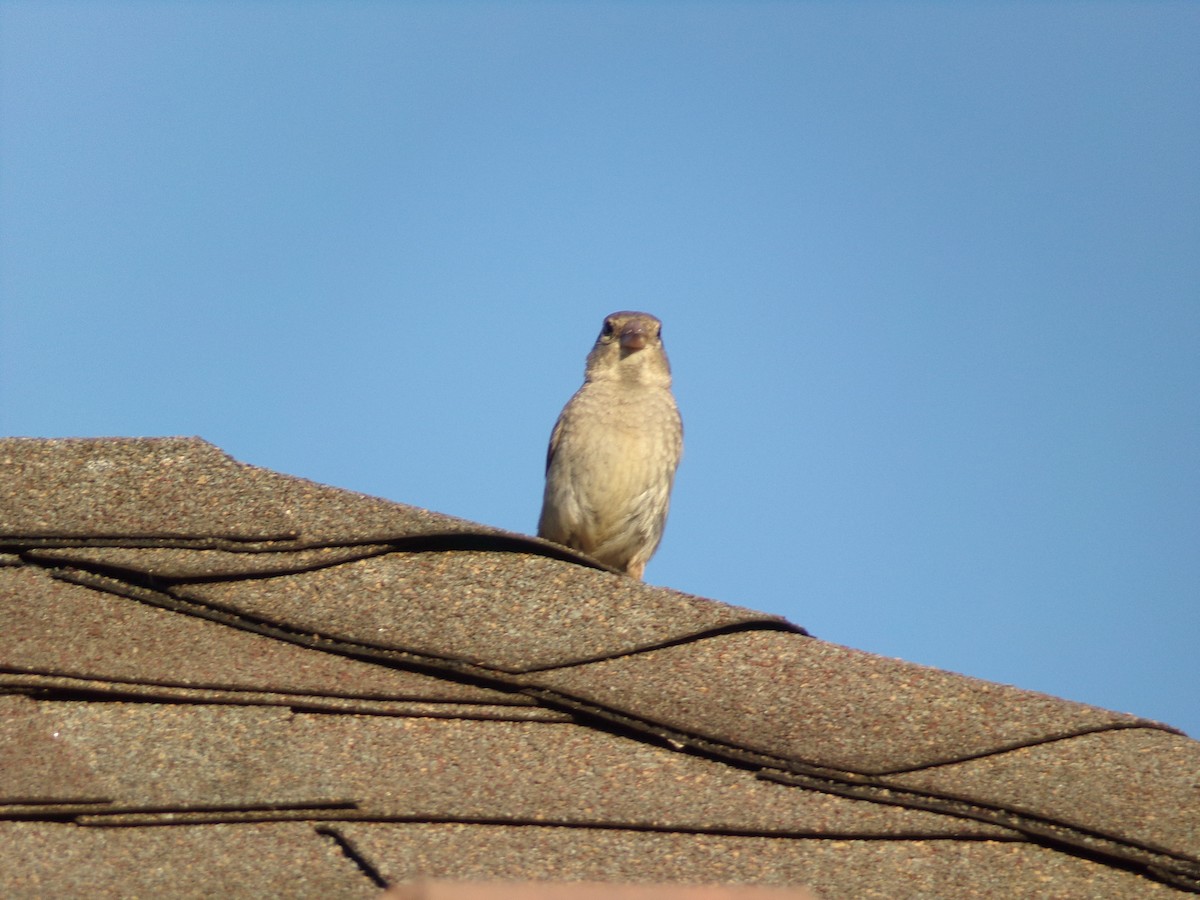 House Sparrow - ML620501219