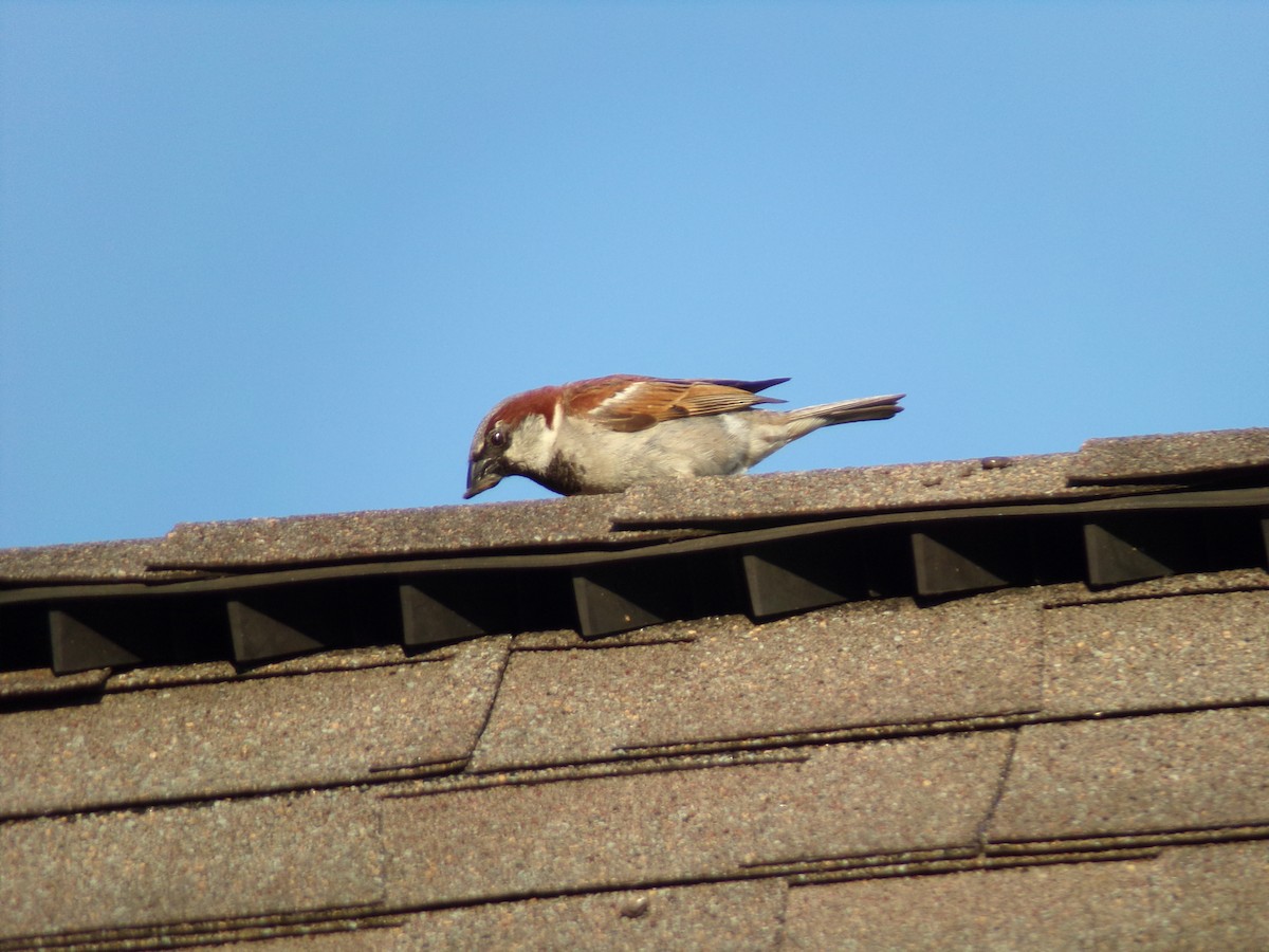 House Sparrow - ML620501223