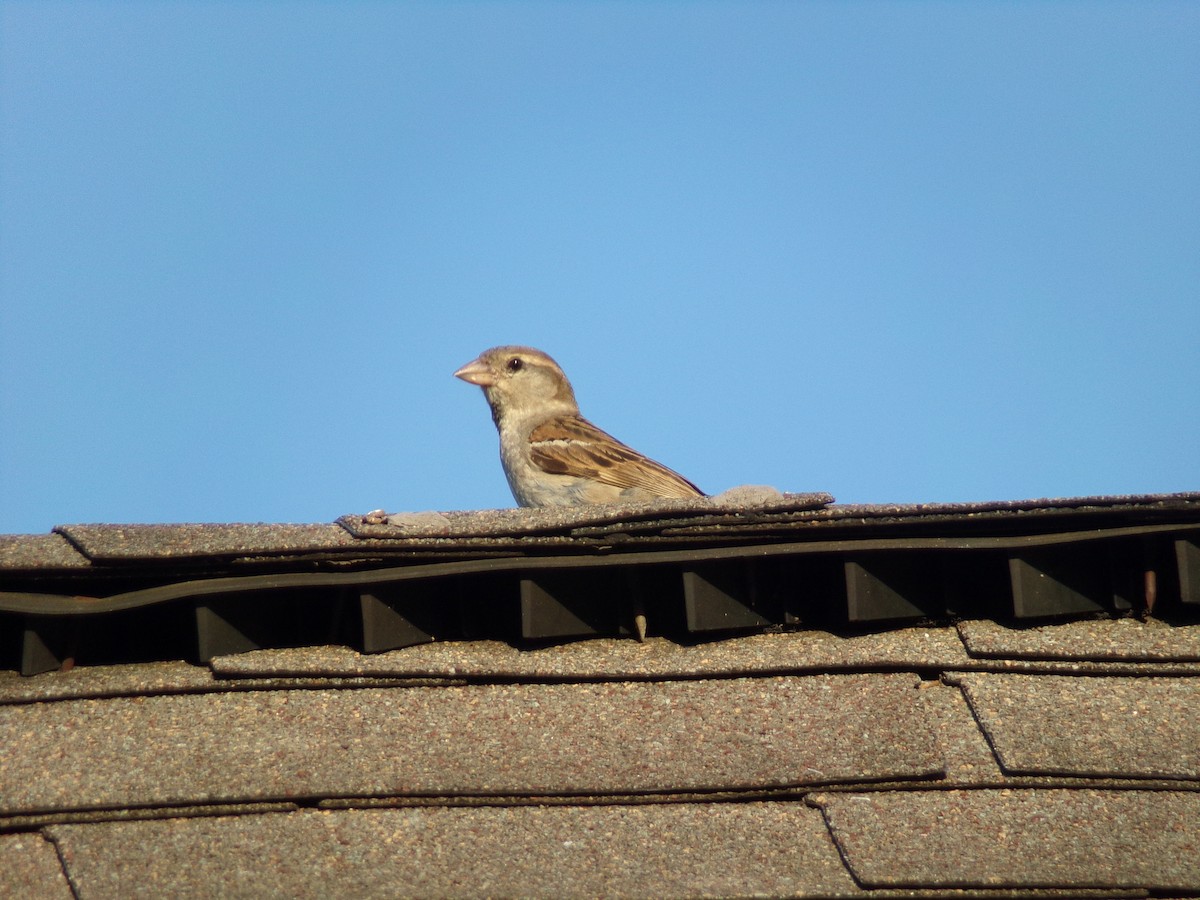 House Sparrow - ML620501227