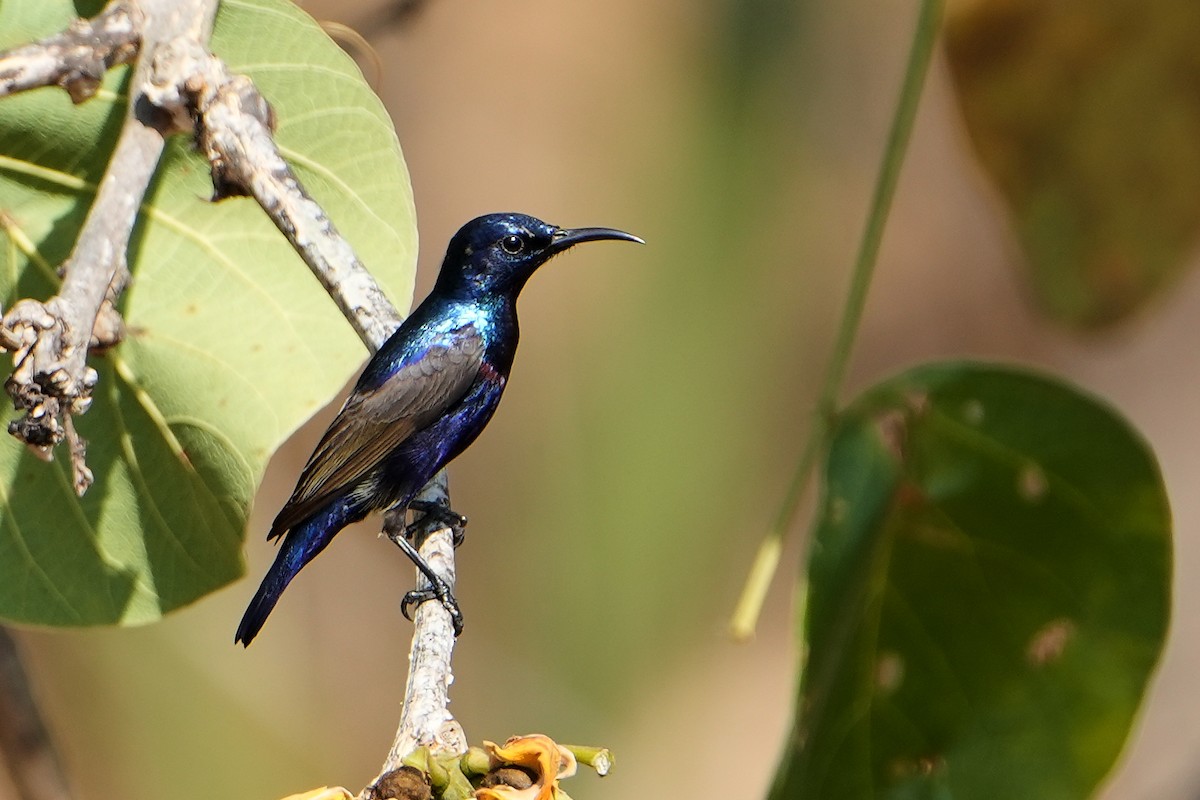 Purple Sunbird - ML620501234