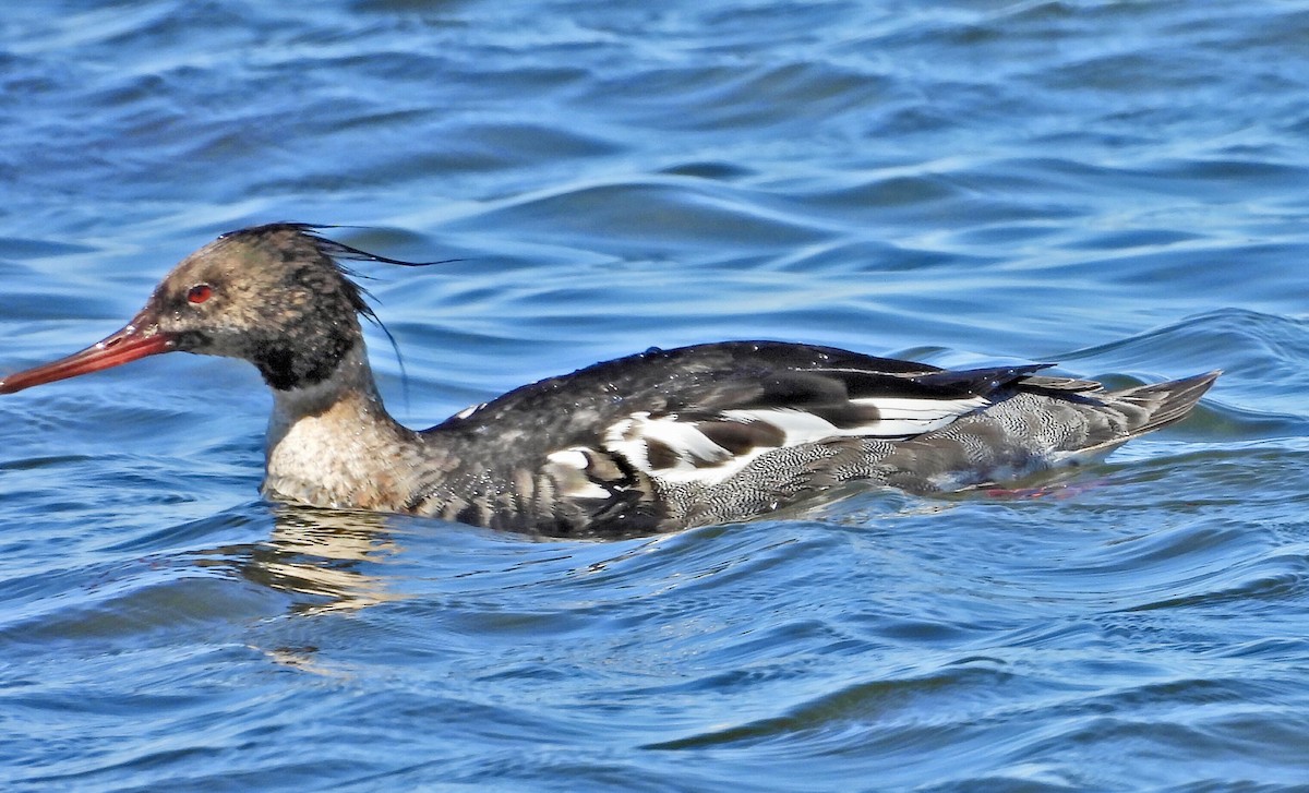 Red-breasted Merganser - ML620501246