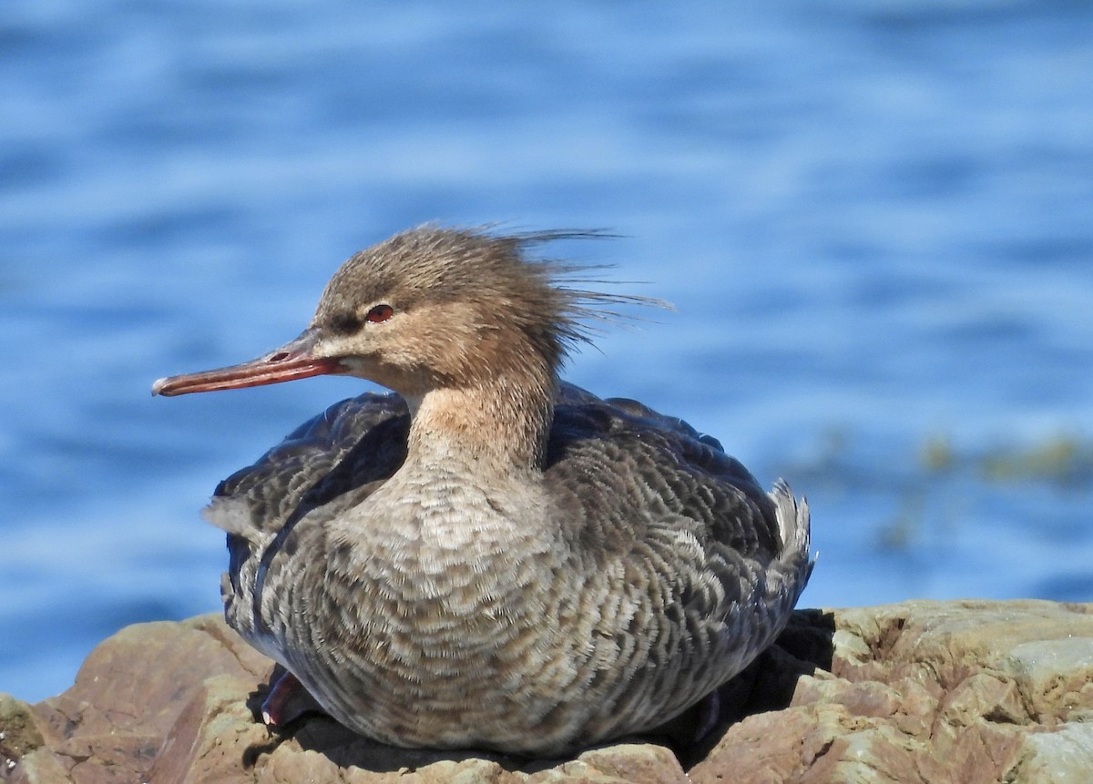 Red-breasted Merganser - ML620501247