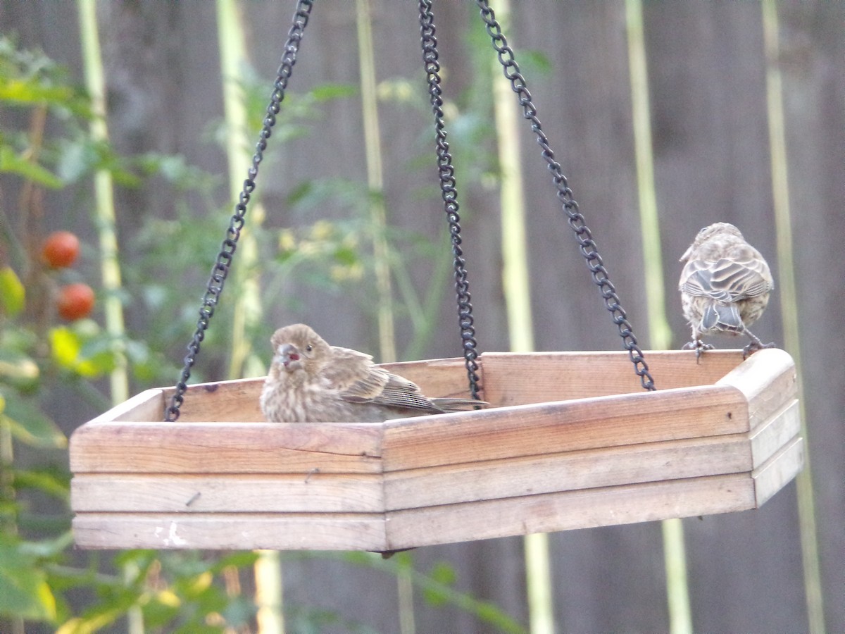 House Finch - Texas Bird Family