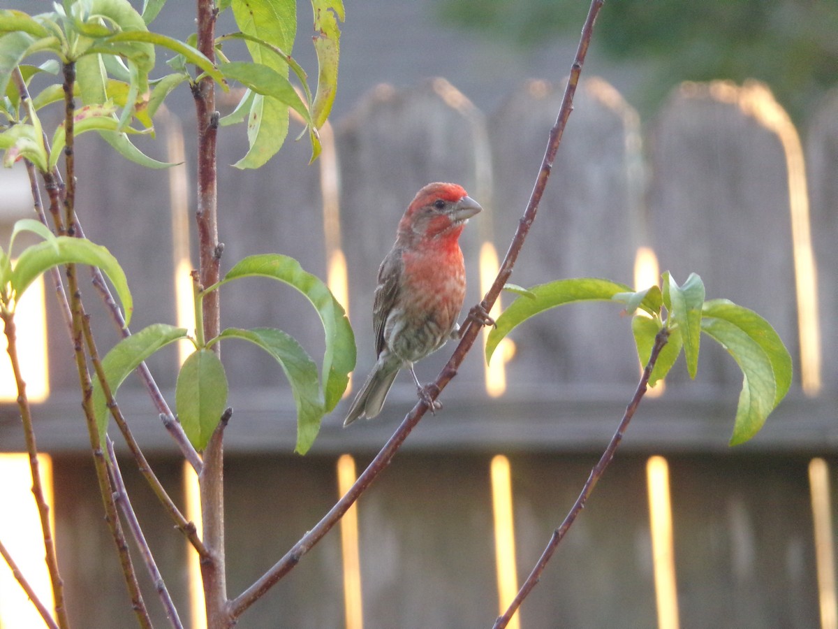 House Finch - ML620501253