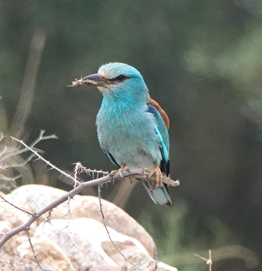 כחל מצוי - ML620501254