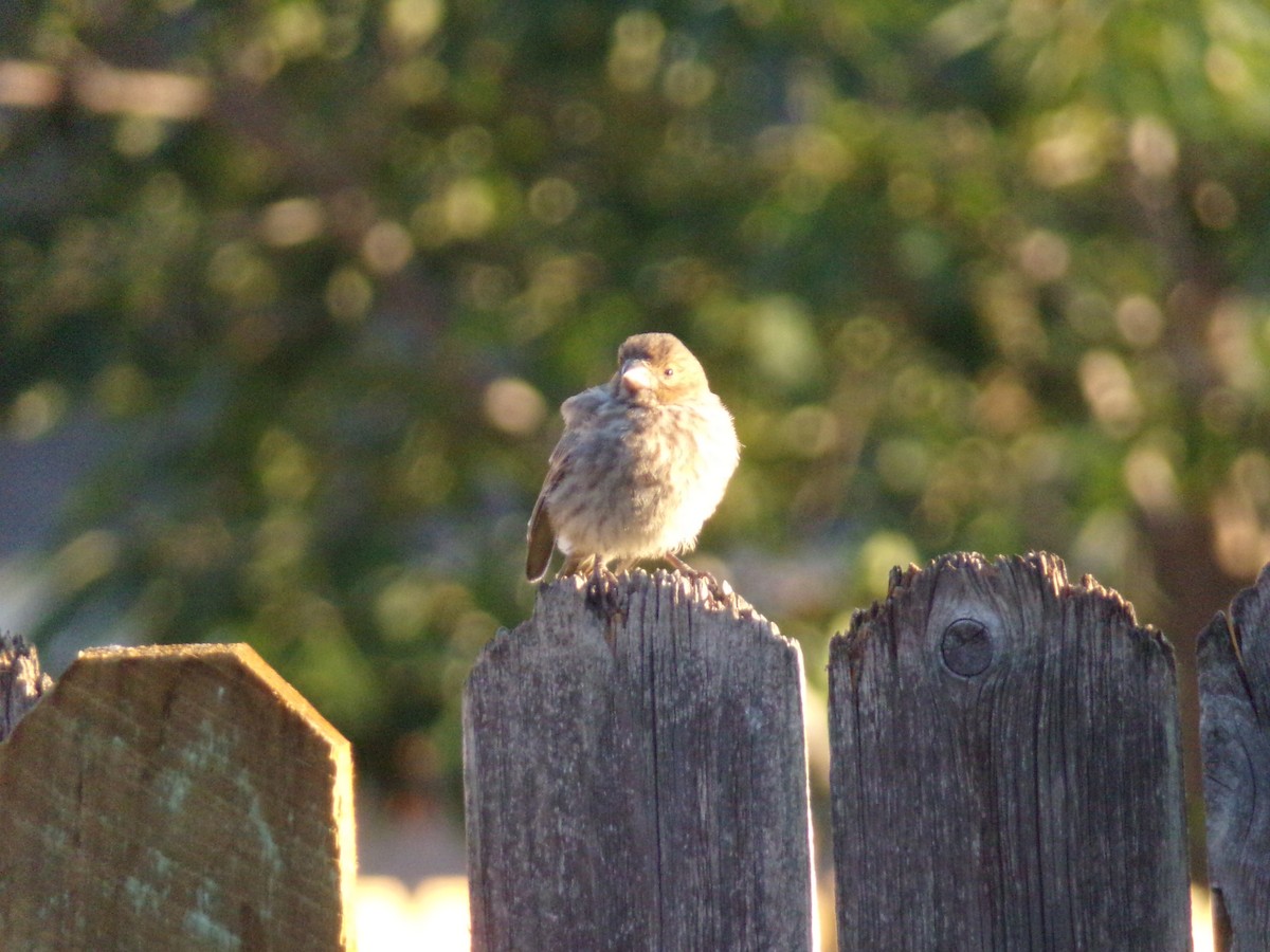 House Finch - ML620501256