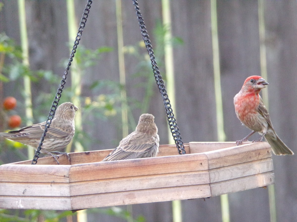 House Finch - Texas Bird Family