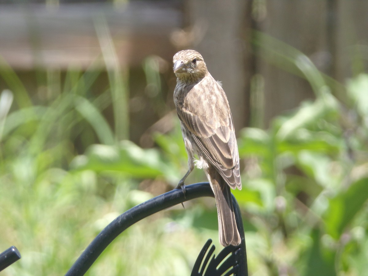 House Finch - ML620501263