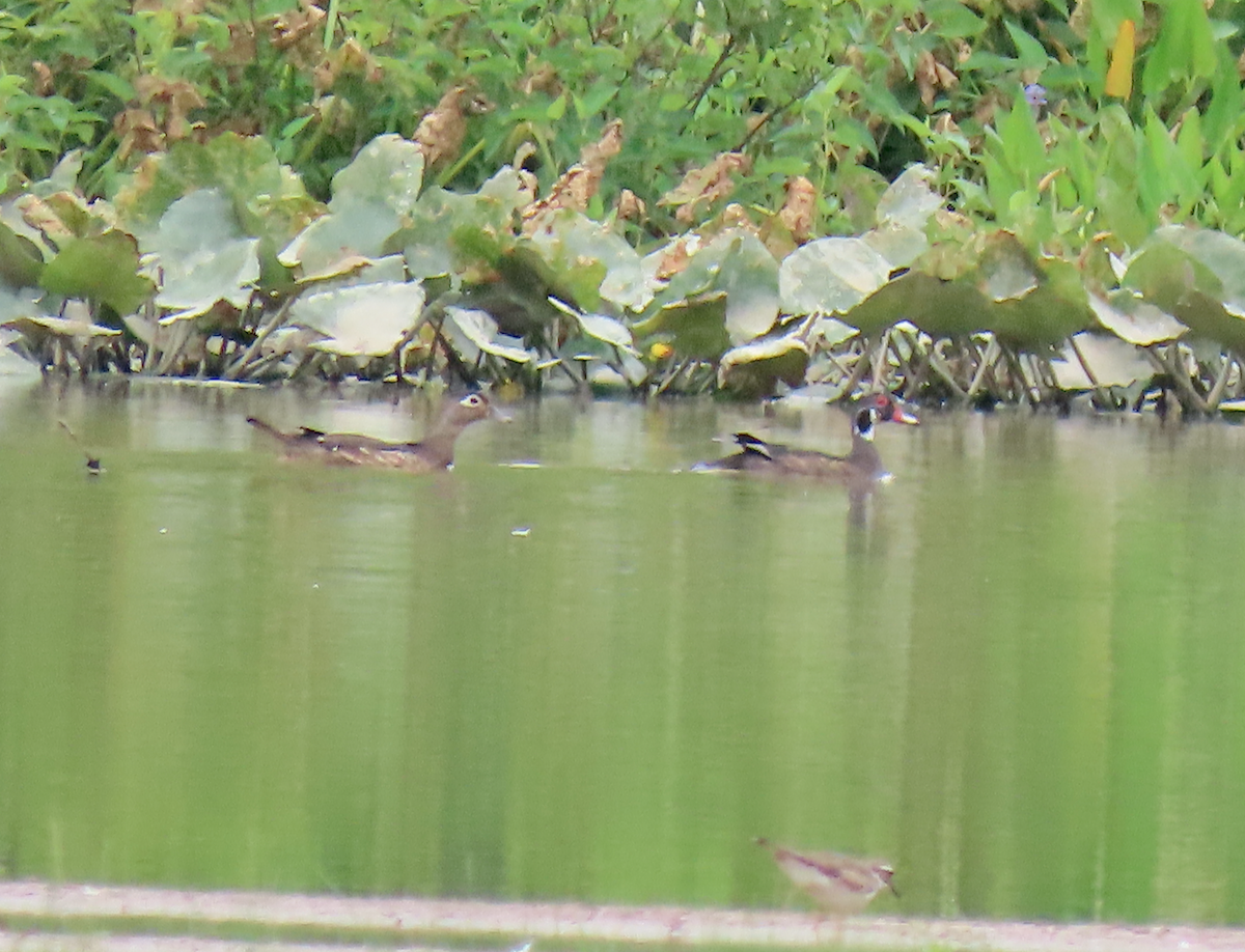 Wood Duck - ML620501270