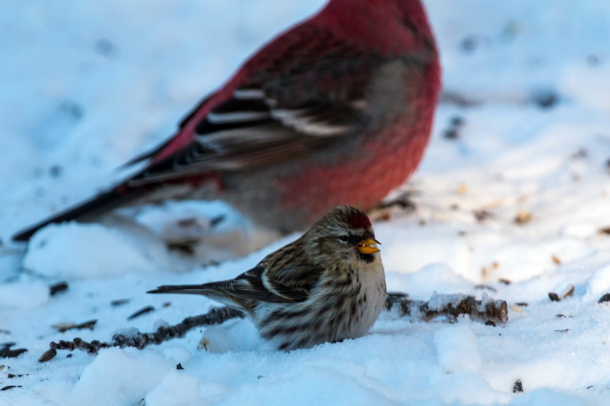 Common Redpoll - ML620501273