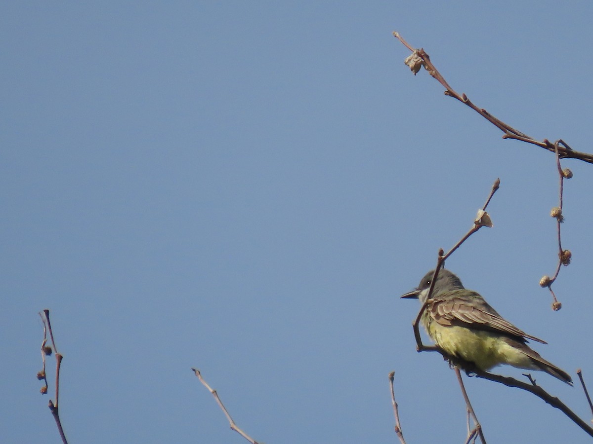 Cassin's Kingbird - ML620501275