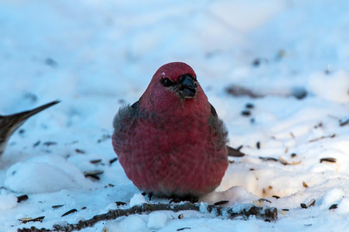 Pine Grosbeak - ML620501276