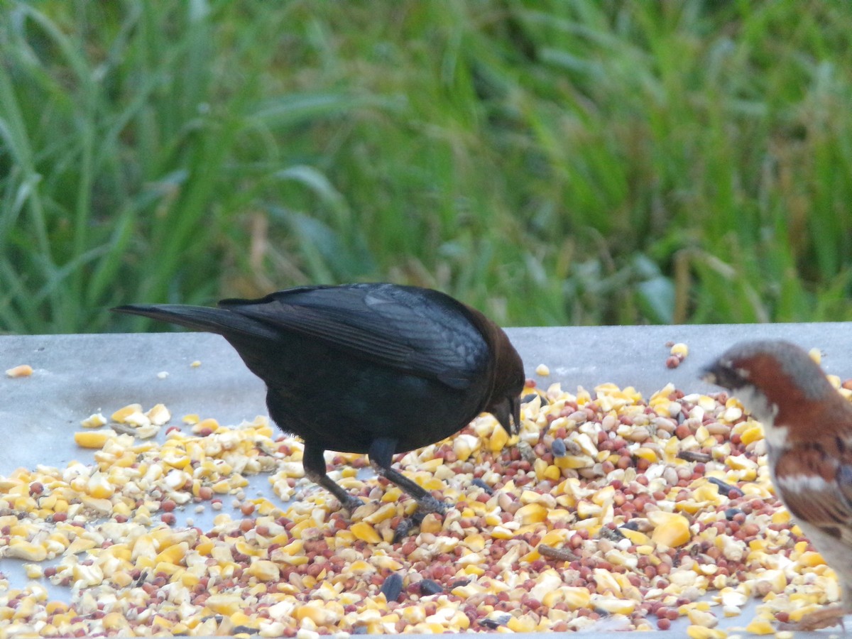 Brown-headed Cowbird - ML620501277