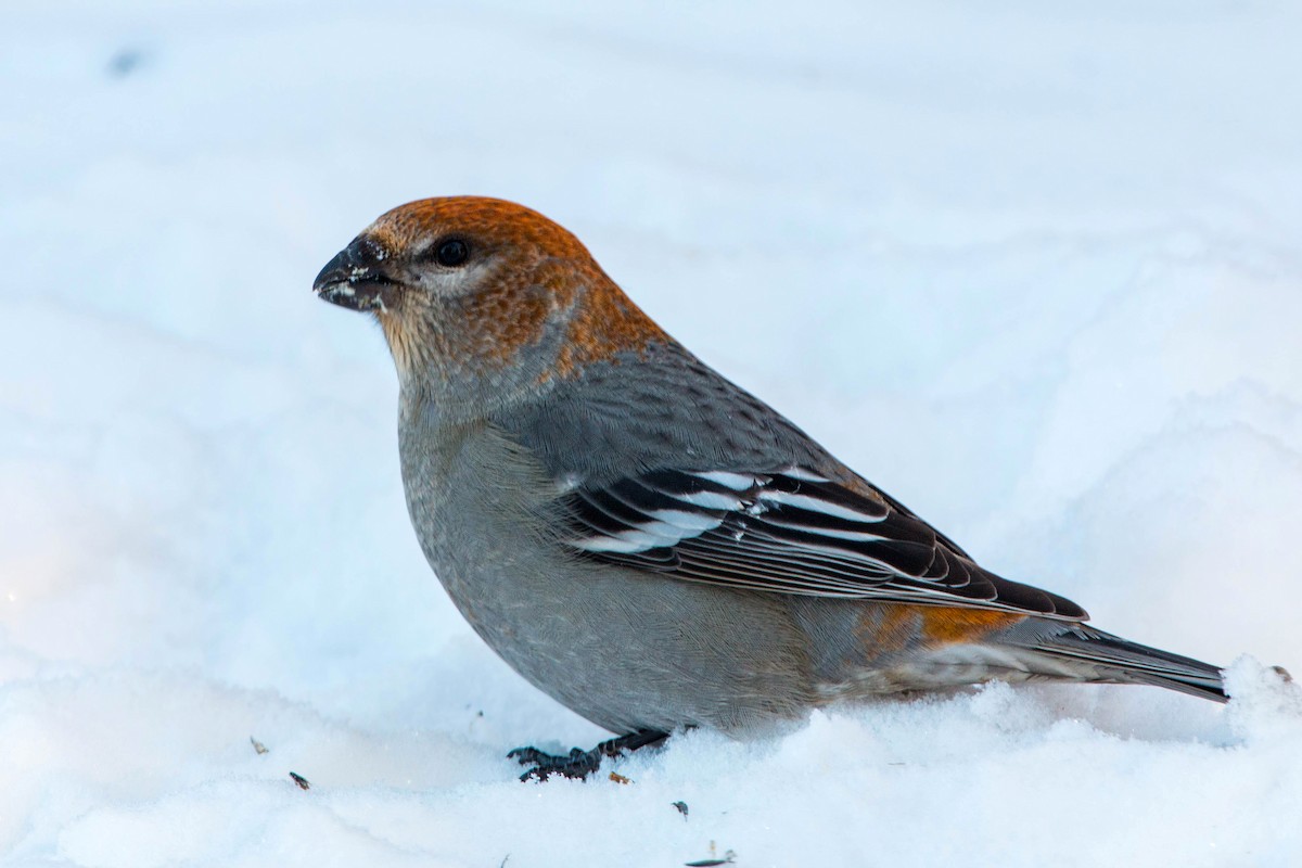 Pine Grosbeak - ML620501285