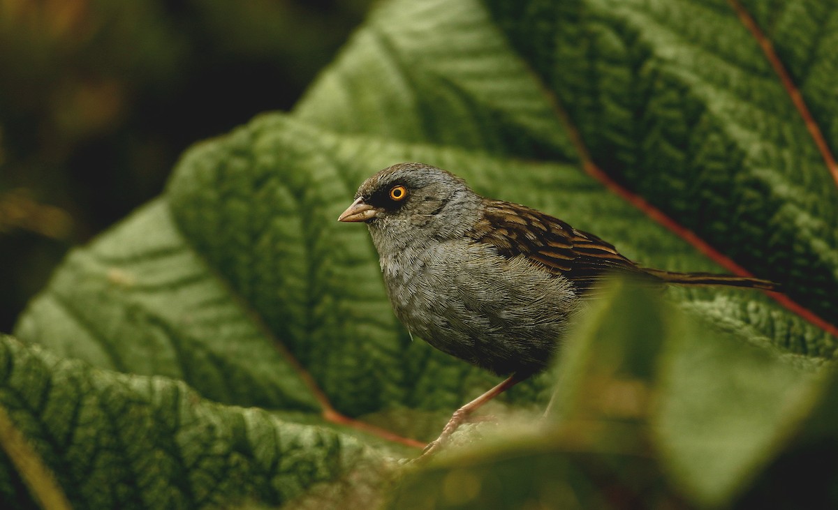 Volcano Junco - ML620501299