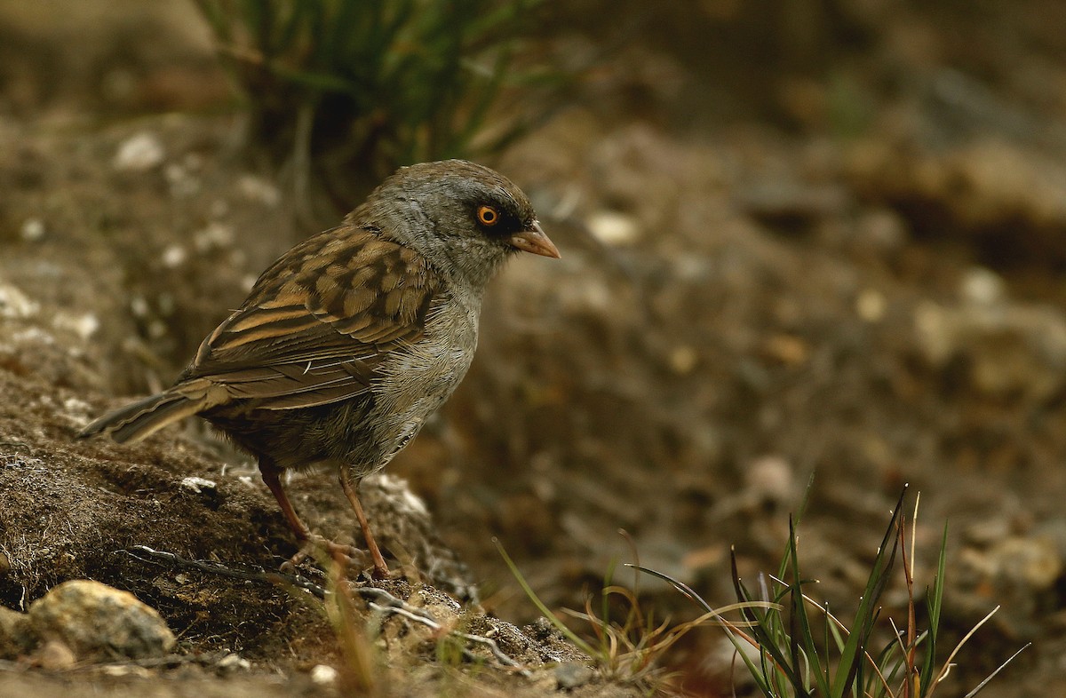 Volcano Junco - ML620501300