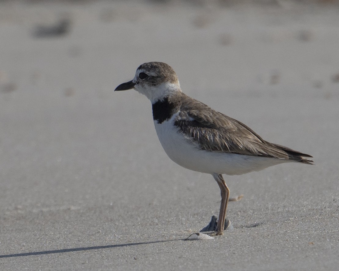 Wilson's Plover - ML620501306