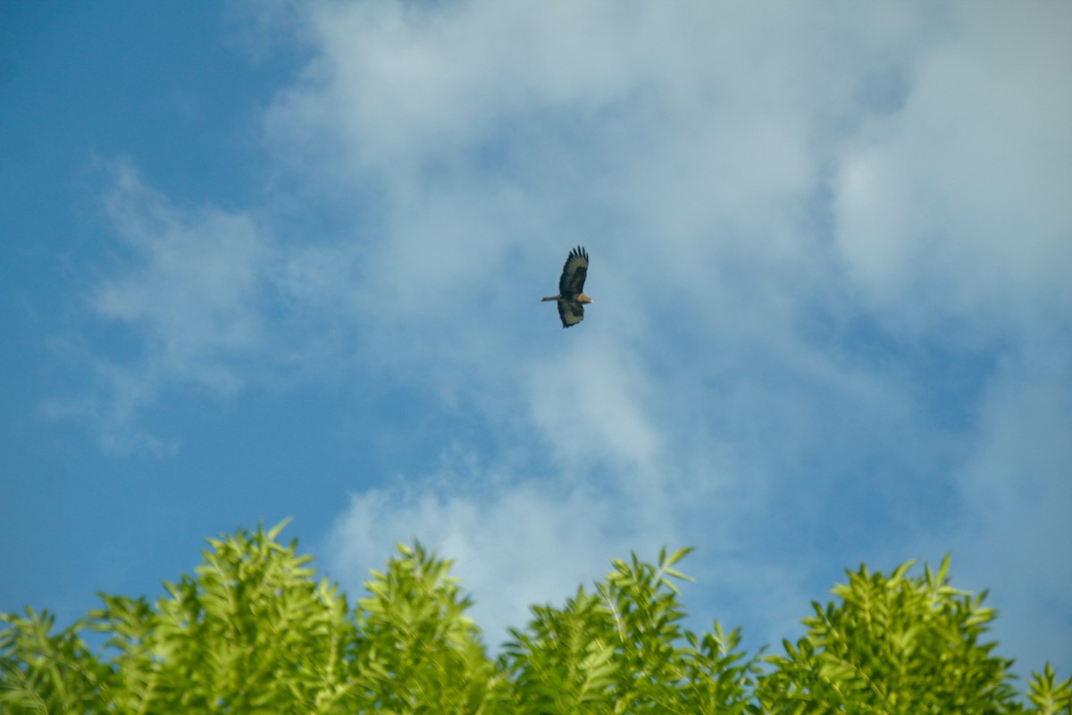 Common Buzzard - ML620501319