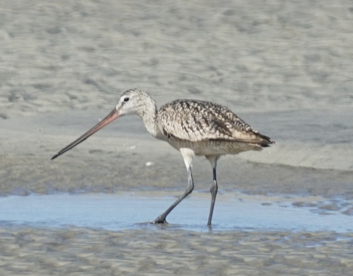 Marbled Godwit - ML620501322