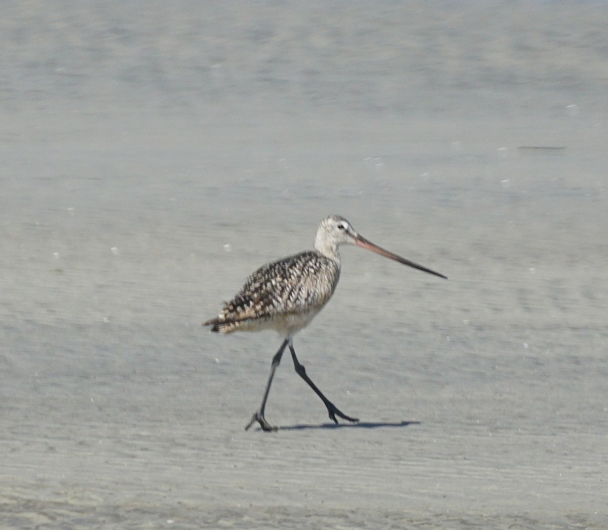 Marbled Godwit - ML620501323