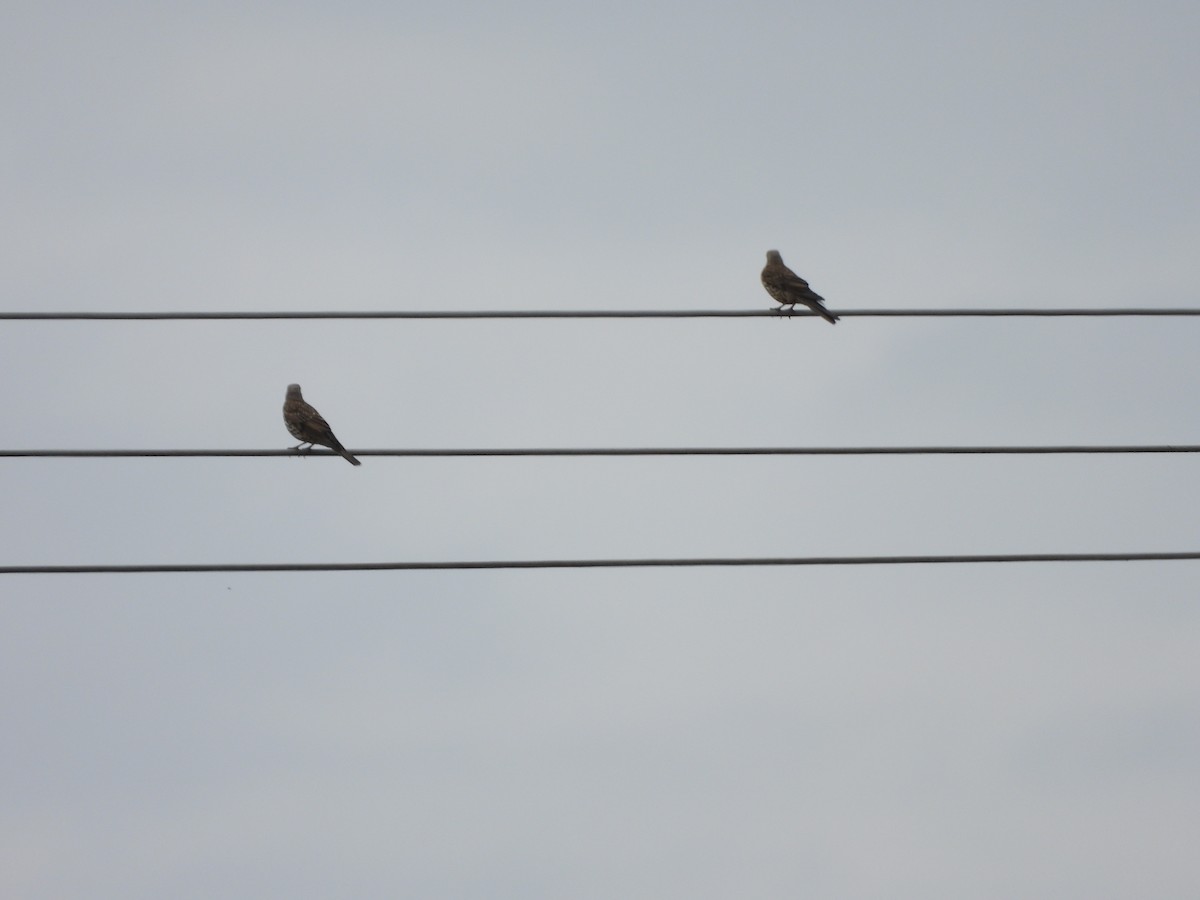 Mistle Thrush - ML620501324