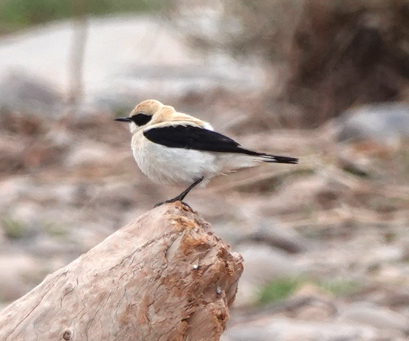 Western Black-eared Wheatear - ML620501326