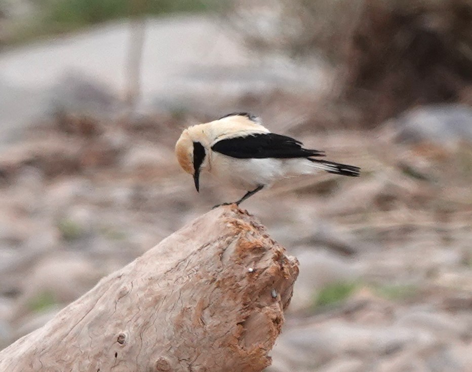 Western Black-eared Wheatear - ML620501327