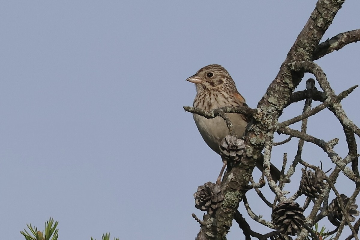 Vesper Sparrow - ML620501332