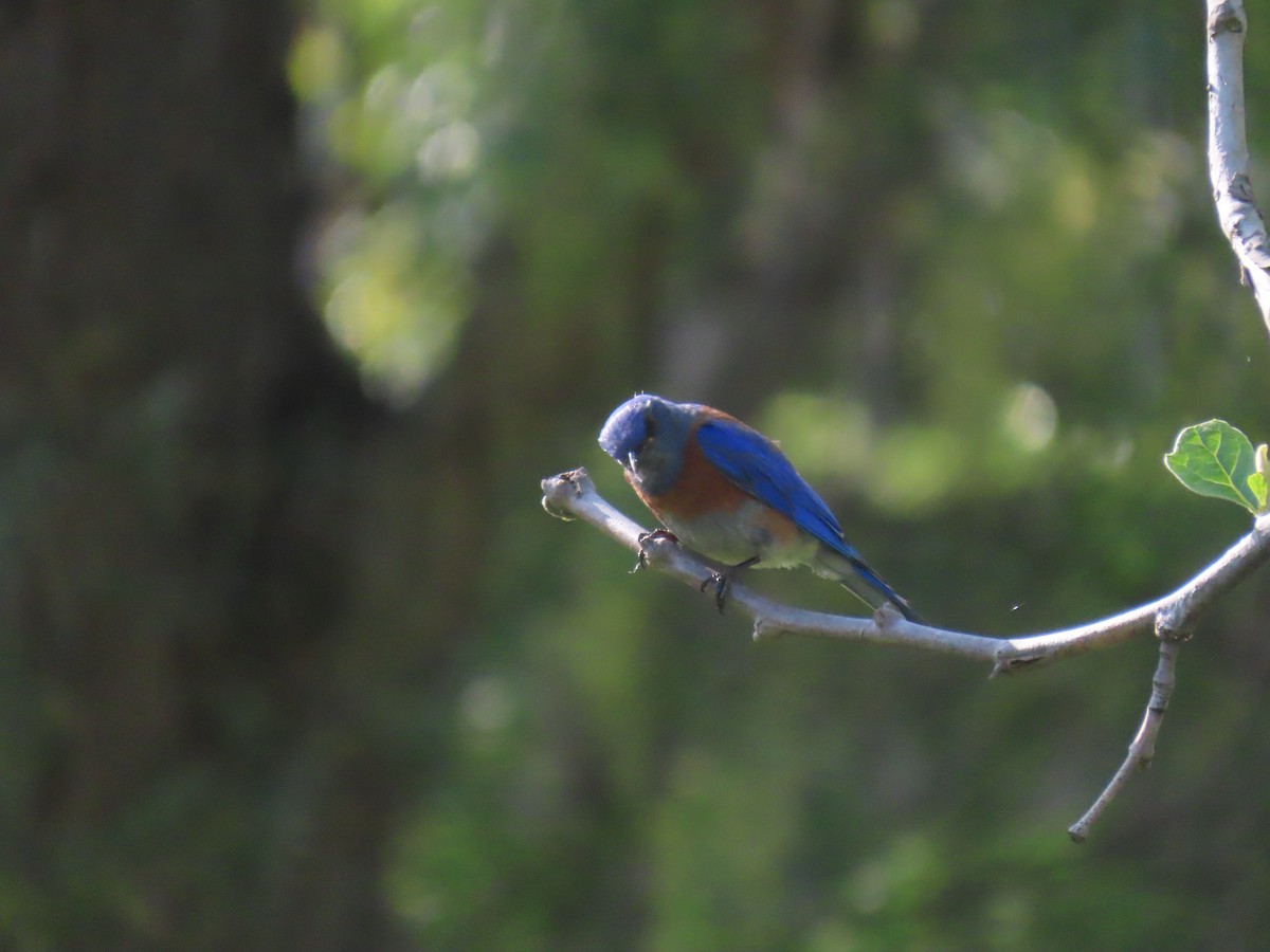 Western Bluebird - ML620501333