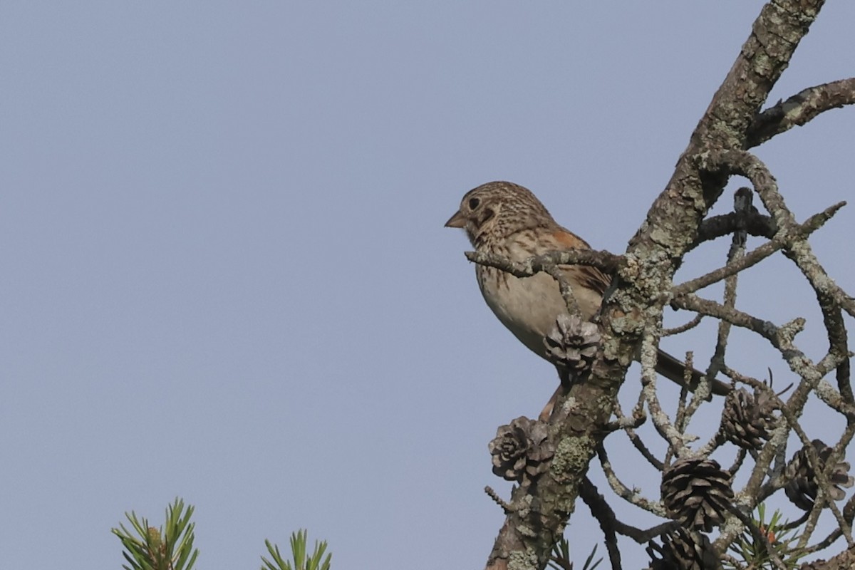 Vesper Sparrow - ML620501334