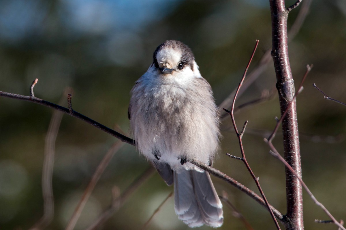 Canada Jay - ML620501341