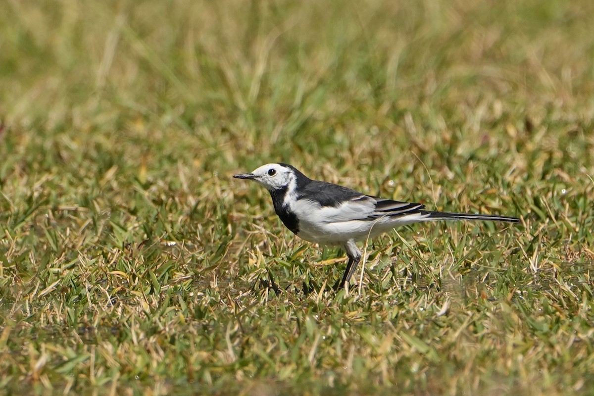 White Wagtail (Chinese) - ML620501356