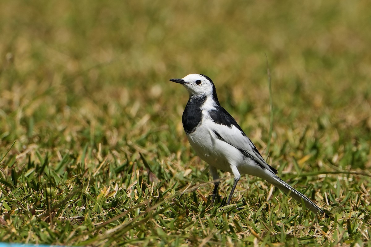 White Wagtail (Chinese) - ML620501358