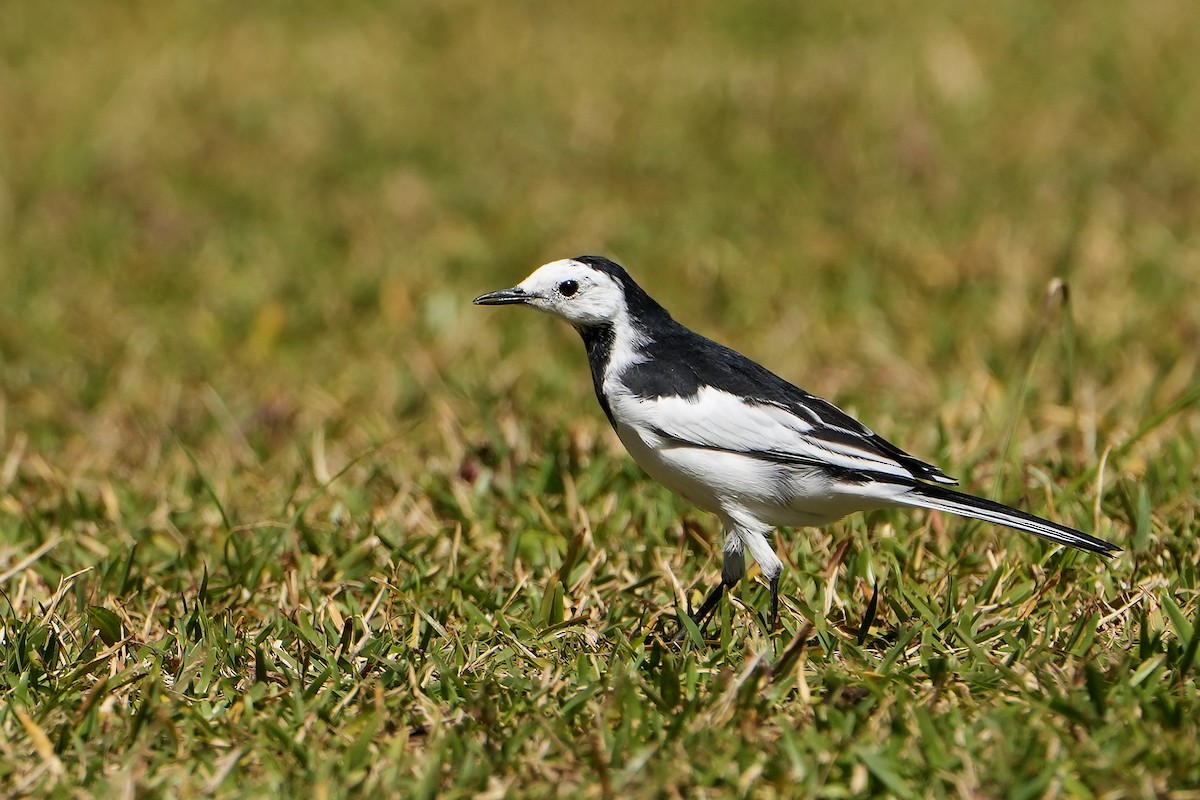 White Wagtail (Chinese) - ML620501360