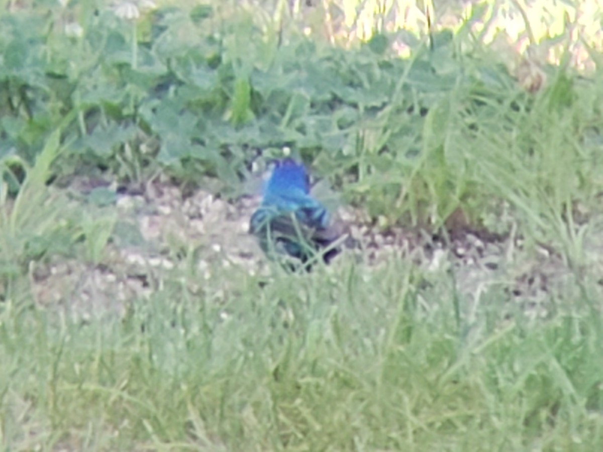 Indigo Bunting - ML620501362