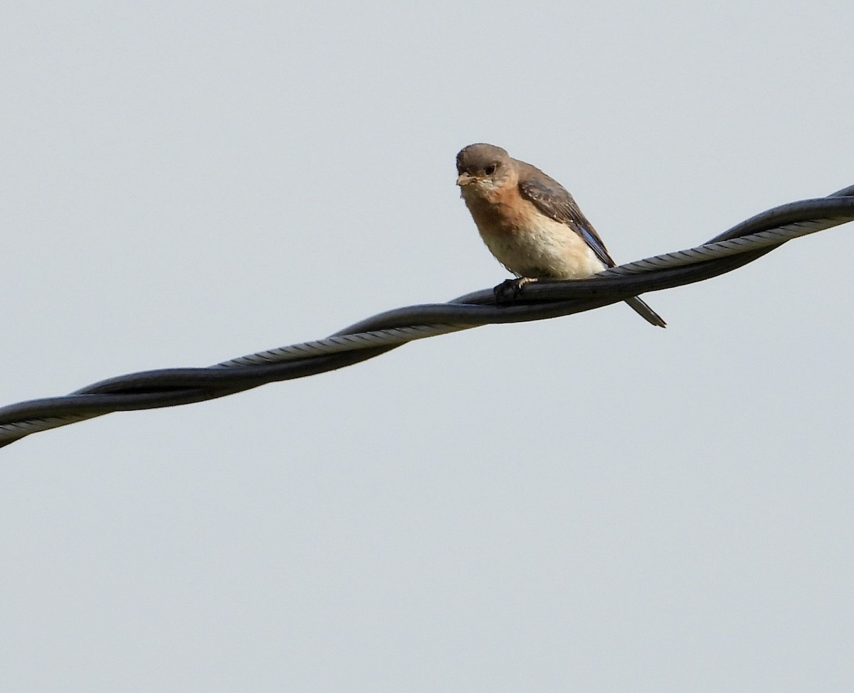 Eastern Bluebird - ML620501365