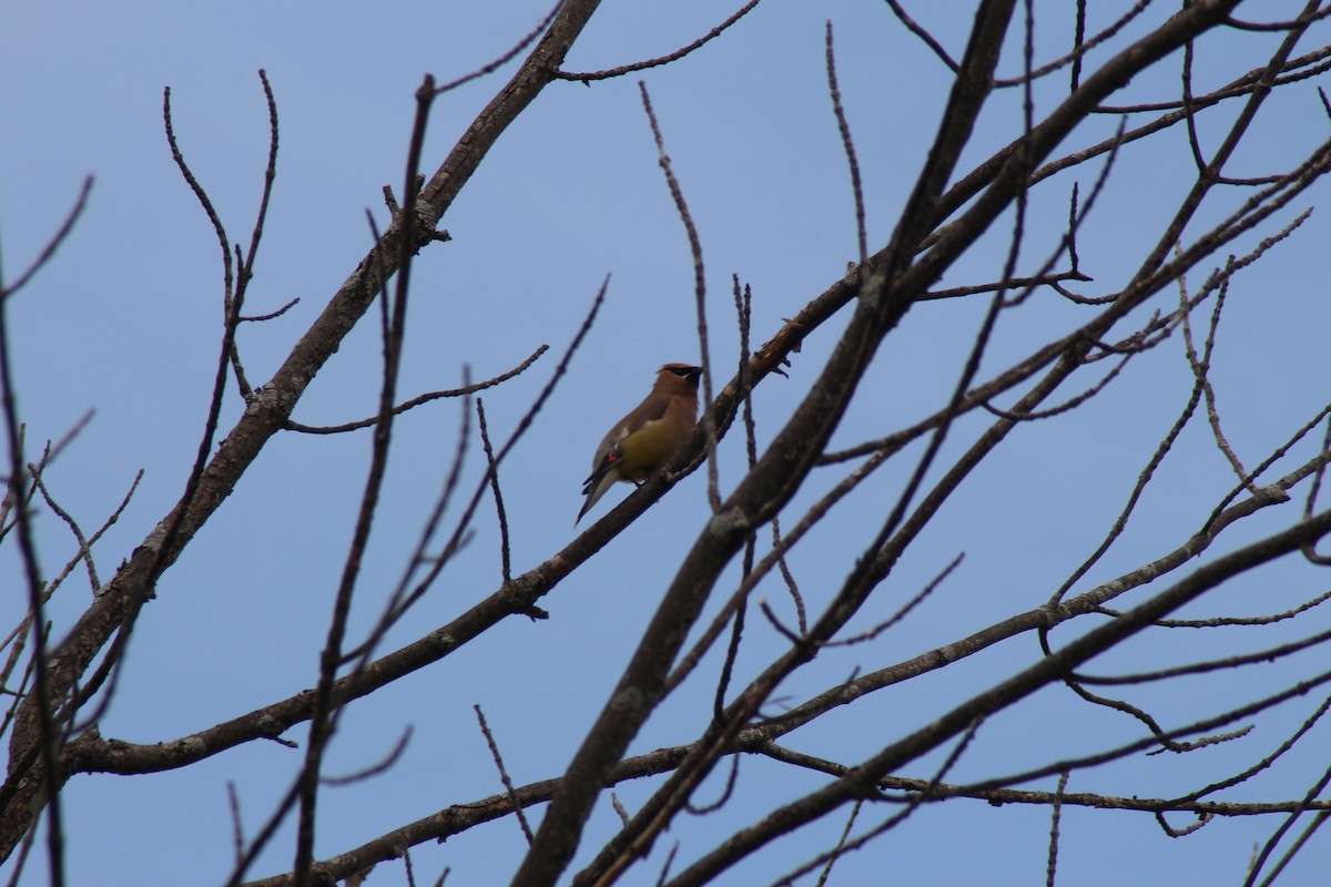 Cedar Waxwing - ML620501369