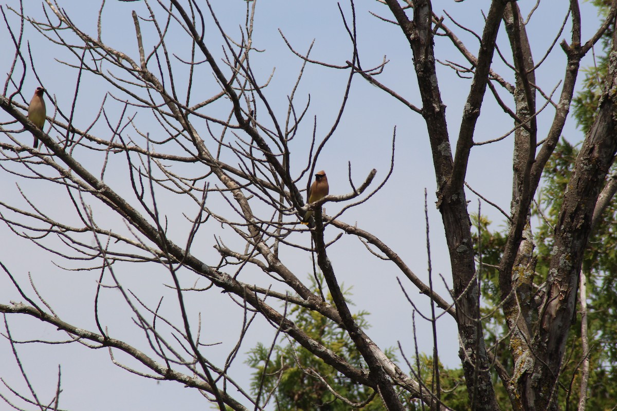 Cedar Waxwing - ML620501372