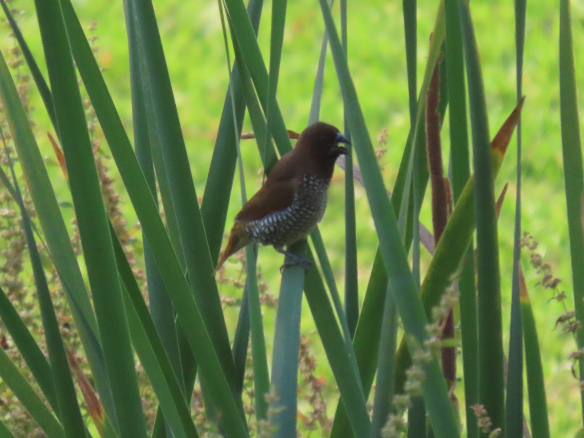 Scaly-breasted Munia - ML620501373