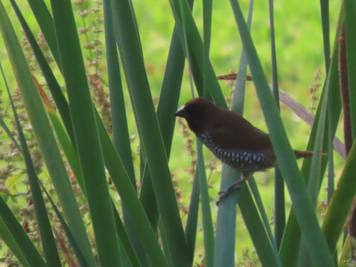 Scaly-breasted Munia - ML620501374