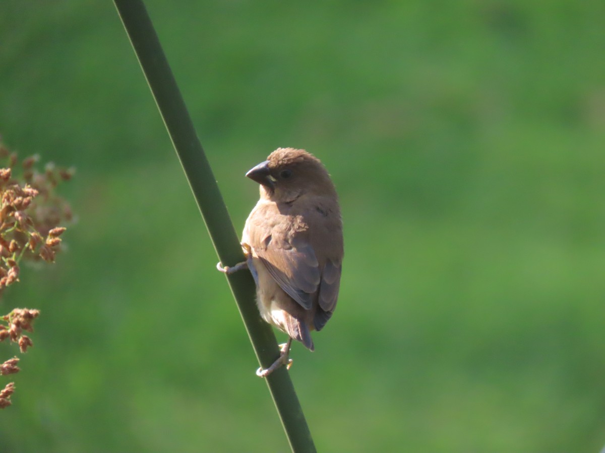 Scaly-breasted Munia - ML620501375