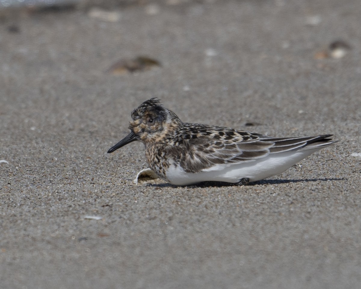 Bécasseau sanderling - ML620501376