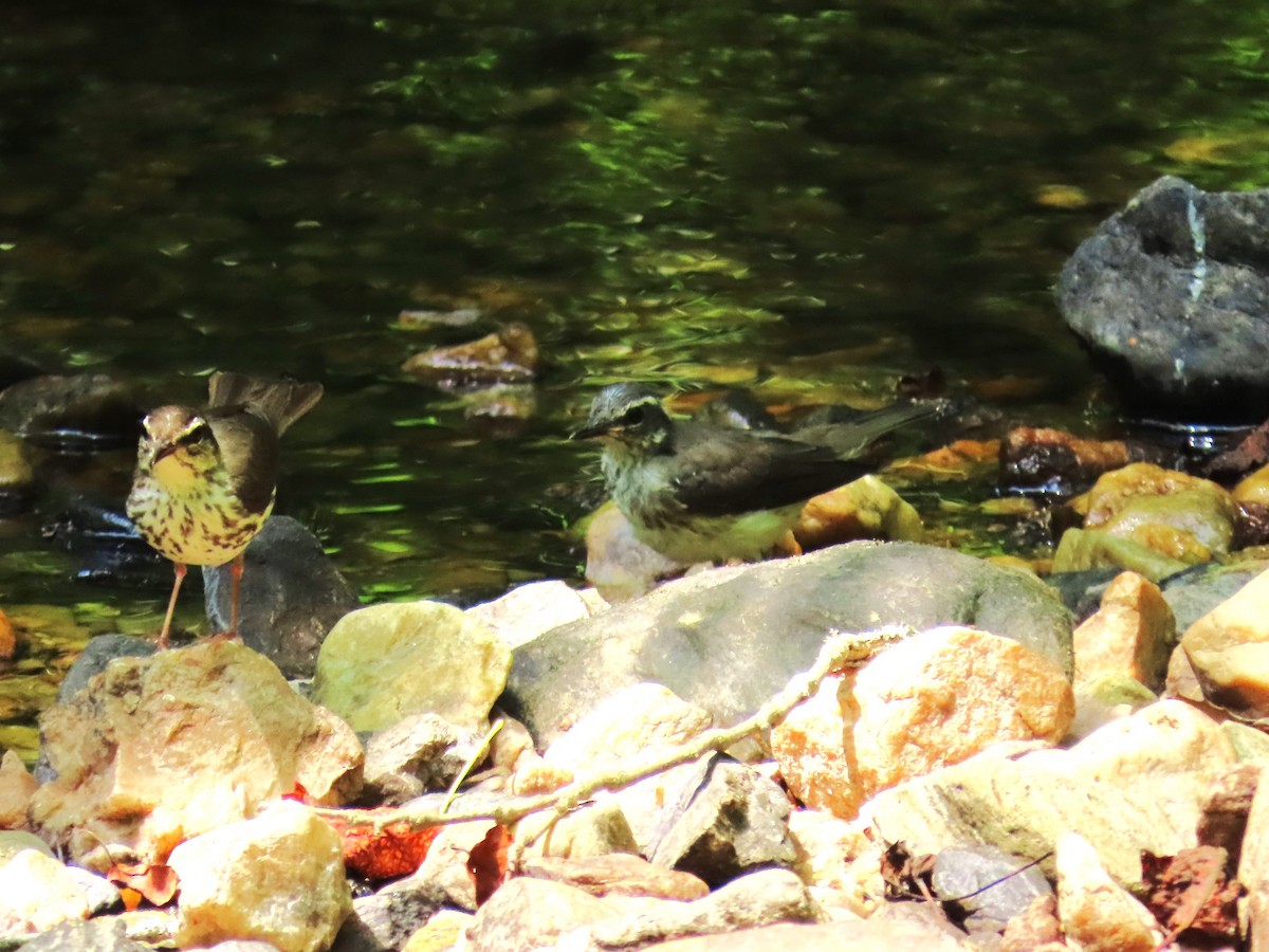 Louisiana Waterthrush - ML620501383