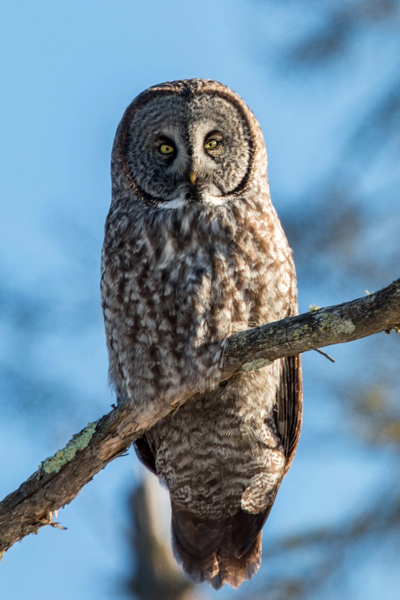 Great Gray Owl - ML620501385