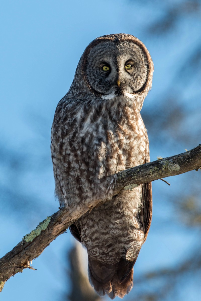 Great Gray Owl - ML620501388