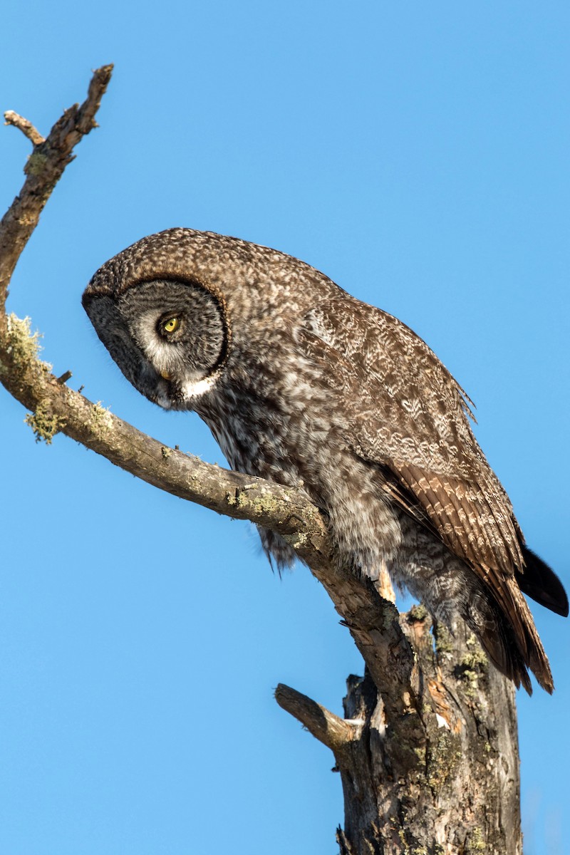 Great Gray Owl - ML620501389